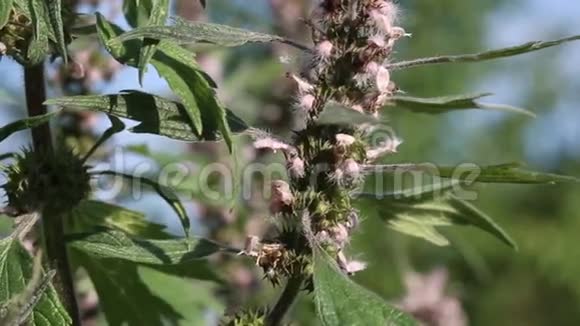 益母草心脏益母草是一种的一种很好的蜂蜜植物和草药视频的预览图
