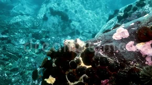 海底岩石中的海星和海胆视频的预览图