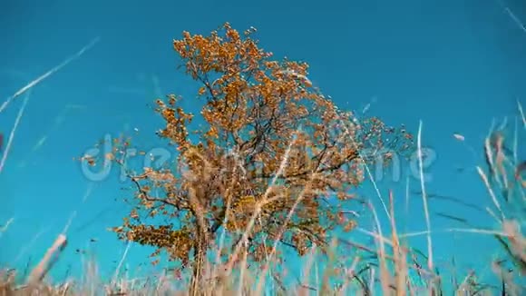 干树干草动秋叶干树靠蓝天枝上背景生活方式自然秋天视频的预览图