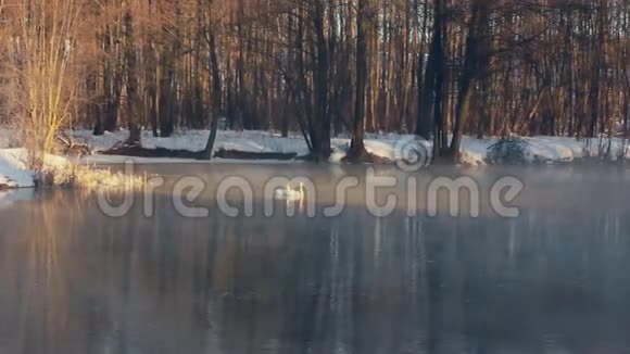 冬天森林里的河流鸟儿在水上游泳冬天的河水视频的预览图