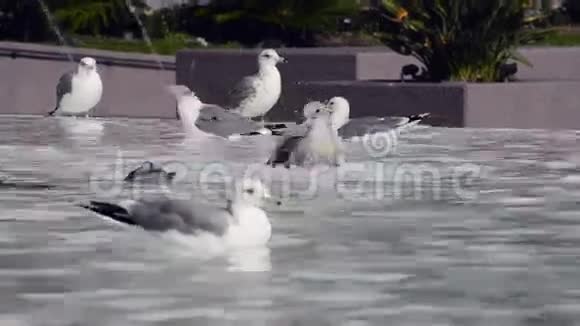海鸥在喷泉上洗澡视频的预览图