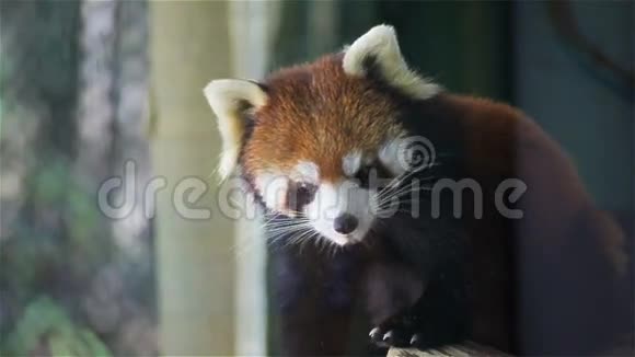 红色熊猫科学名称叫小熊猫红色熊猫在树上高清特写视频的预览图