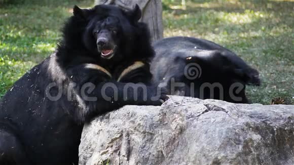 亚洲黑熊或西藏黑熊科学命名为熊躺在高清放松视频的预览图