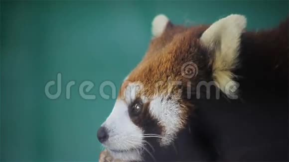 红色熊猫科学名称叫小熊猫红色熊猫在树上高清特写视频的预览图
