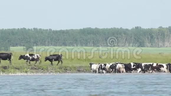 在炎热的夏日奶牛在浇水视频的预览图