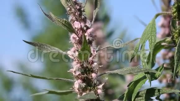 益母草心脏益母草是一种的一种很好的蜂蜜植物和草药视频的预览图