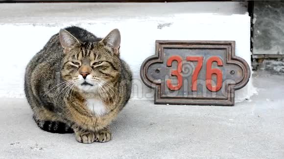 房子前面的可爱猫视频的预览图
