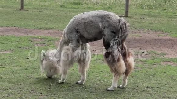 羊驼骆驼视频的预览图