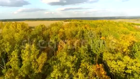 秋林航拍阳光明媚的一天一架无人机飞过一片森林和一座山视频的预览图
