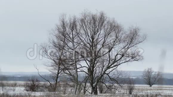 冬天雪风里的枯树视频的预览图