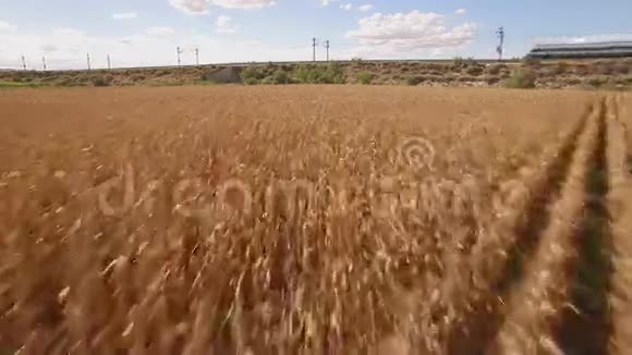 栽培玉米地附近的快车视频的预览图