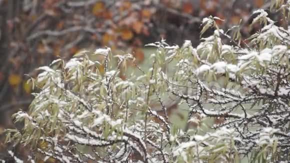 初冬在花园里下雪视频的预览图
