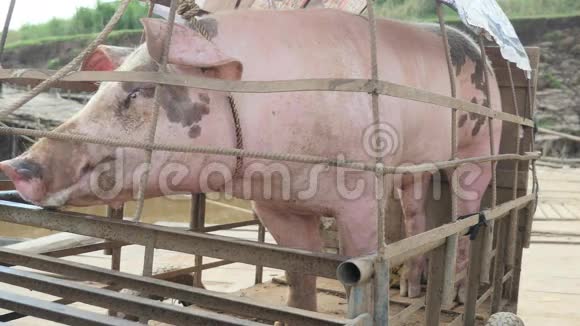 大猪笼子里的猪运送猪粉红猪视频的预览图