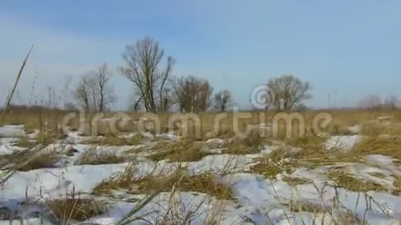 田野里绿草如茵白雪皑皑远离了俄罗斯的枯树冬天的风景稳定的户外活动视频的预览图