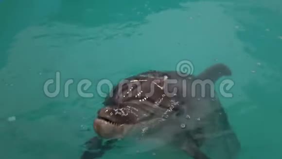 海豚在游泳池的清澈的蓝色水中游泳特写镜头视频的预览图