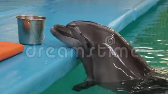 海豚在游泳池的清澈的蓝色水中游泳特写镜头视频的预览图