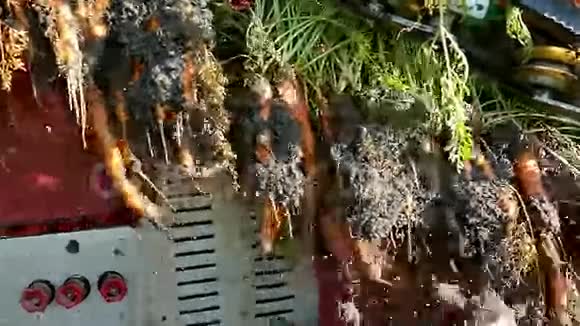 胡萝卜的收获和加工视频的预览图