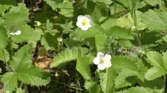 白色的花法拉嘉丽视频的预览图