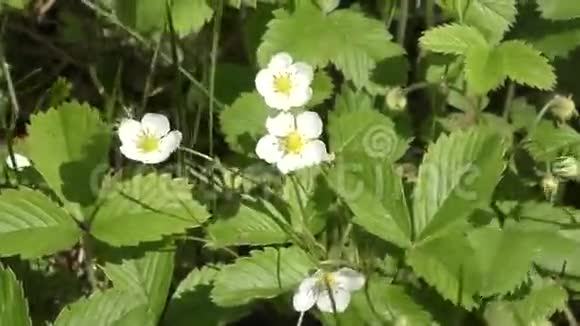 白色的花法拉嘉丽视频的预览图