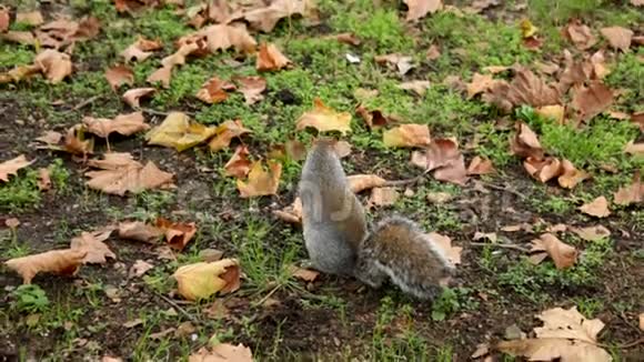 伦敦公园里的灰松鼠视频的预览图