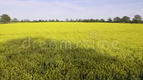 菜籽油场空中观景视频的预览图