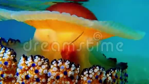 五颜六色的水母水母希腊视频的预览图
