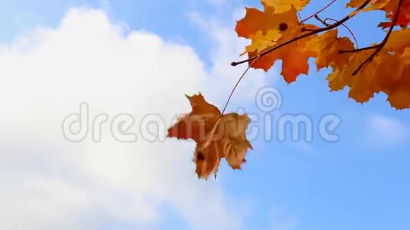 把橙色的叶子贴在蓝天上视频的预览图