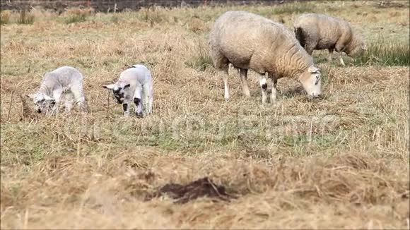 冬季在室外放牧的绵羊和羔羊视频的预览图