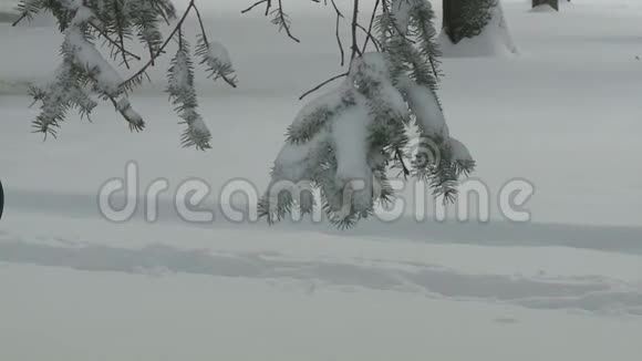 白雪覆盖的树视频的预览图