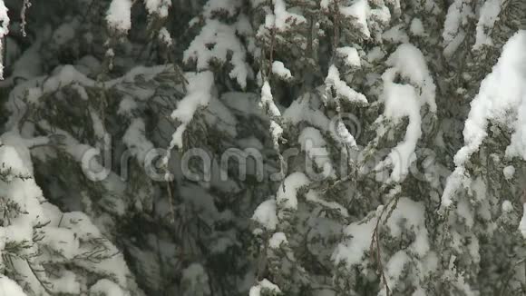 白雪覆盖的树视频的预览图