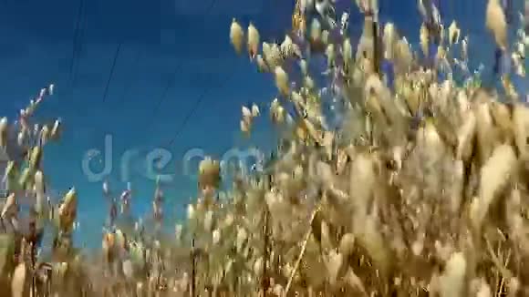 金色大风大麦视频的预览图