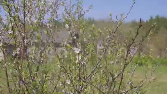 园丁用喷雾剂喷洒开花的果树以防植物病虫害使用带有杀虫剂的手动喷雾器视频的预览图