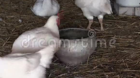 肉鸡养殖场摊位有水的锅喂食器谷物稻草视频的预览图