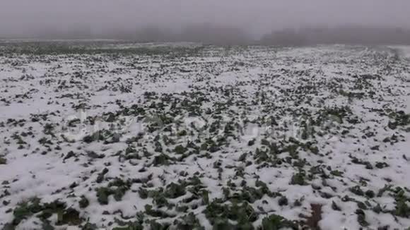 深冬的晨雾田野里长满了雪和油菜视频的预览图