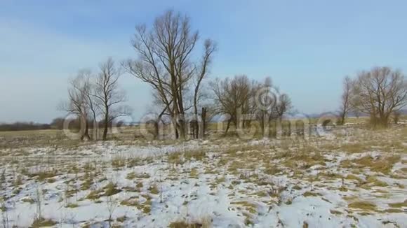 田野里绿草如茵白雪皑皑远离了俄罗斯的户外枯树冬天的景色稳定了下来视频的预览图