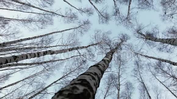 向上望到桦树的顶端风动着俄罗斯的树干视频的预览图