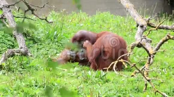 雌性婆罗洲猩猩关心雄性视频的预览图