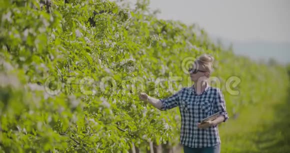 果园中农学家或农学家检查花枝视频的预览图