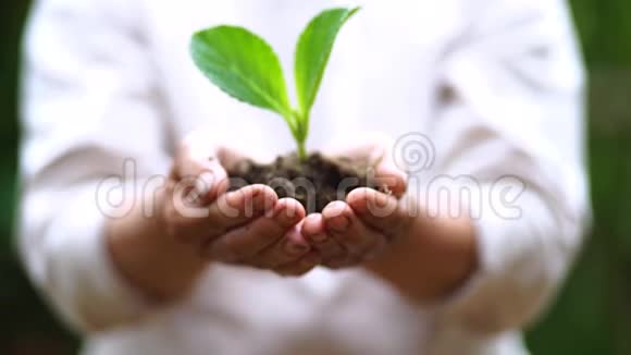 两只手在生长着一株年轻的绿色植物视频的预览图