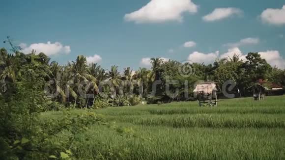 巴厘岛稻田与房屋和树木接壤视频的预览图