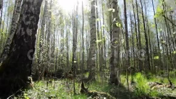 春天阳光明媚的白桦林视频的预览图