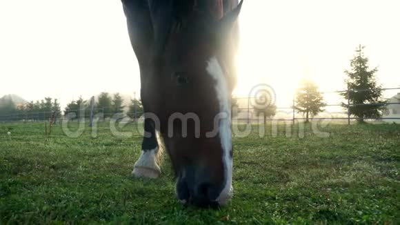 在畜牧场的草地上把吃草的马关紧视频的预览图