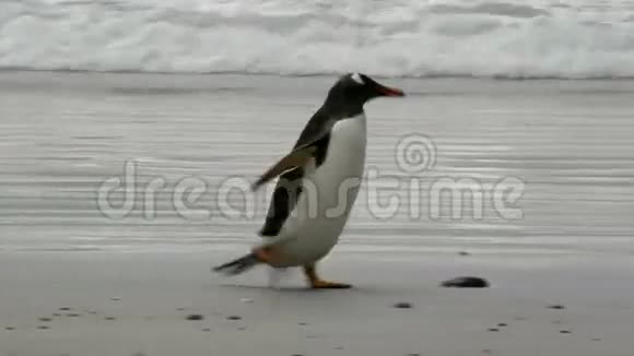 企鹅正在海滩上奔跑视频的预览图