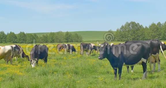 奶牛在绿色的草地上放牧视频的预览图