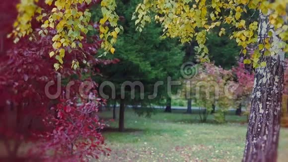 秋天的公园有黄色的桦树干燥的草本植物和一些红色的树1920x1080视频的预览图