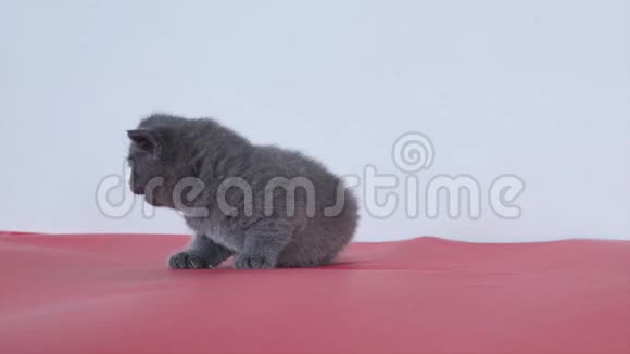 小猫喵喵叫视频的预览图