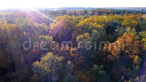 鸟瞰森林树木覆盖着黄色的叶子视频的预览图