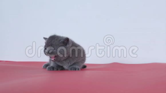 小猫喵喵叫视频的预览图