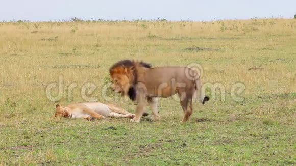 狮子和母狮的配偶肯尼亚马赛马拉国家保护区视频的预览图