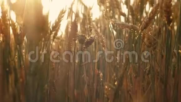 金黑麦麦田收获有机农业视频的预览图